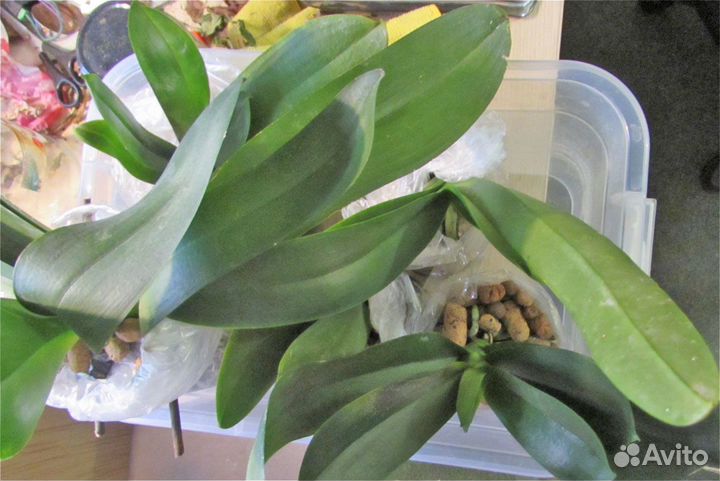 Орхидеи взрослые