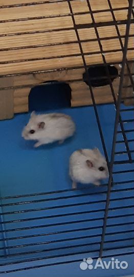 Джунгарский хомяк