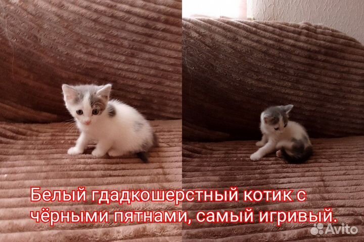 Котята отдам в добрые руки бесплатно