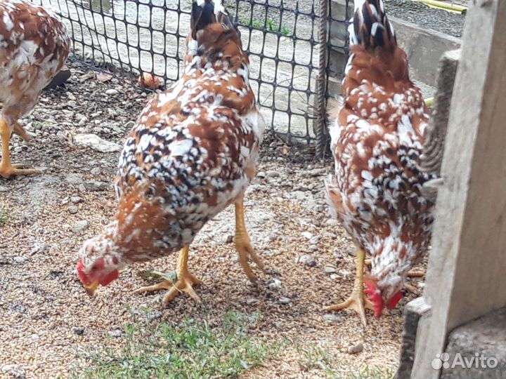 Молодые петухи