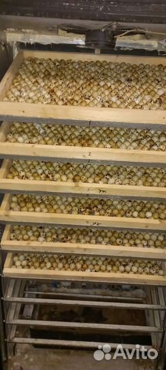 Инкубационное яйцо перепелов