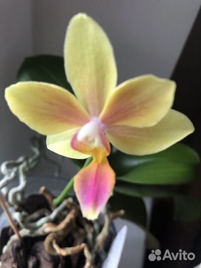 Продам орхидею