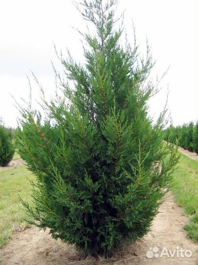 Быстрорастущие хвойные