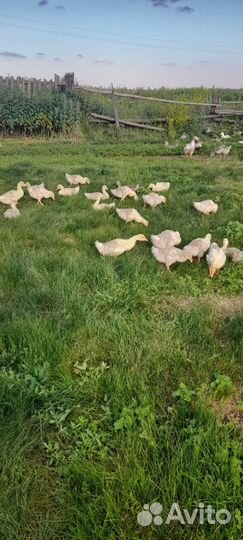 Гусята линда