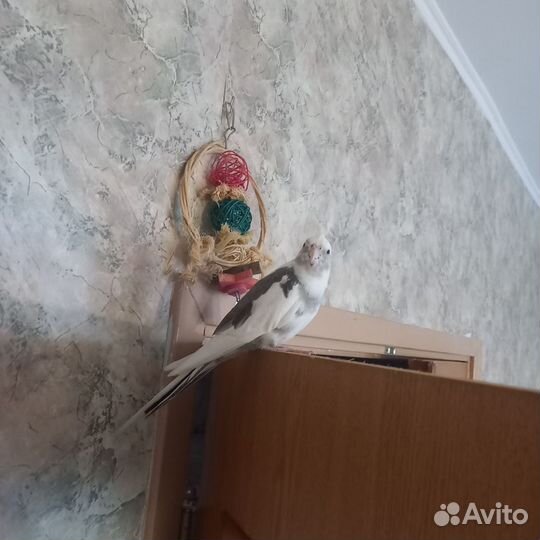 Попугаи корелла с клеткой