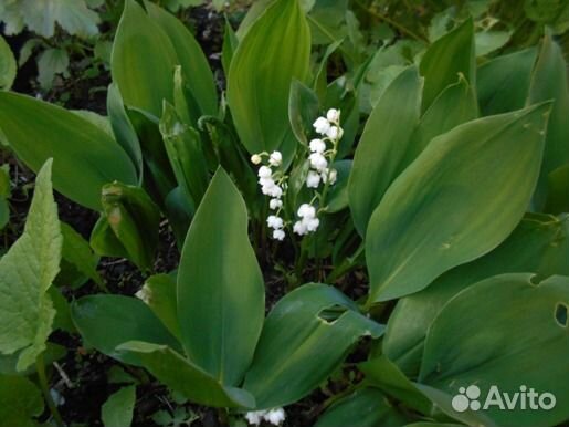 Декоративные и плодово ягодные саженцы, цветы