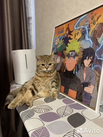 Отдам кошку 1 год в хорошие руки