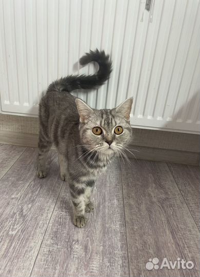 Кошечка в добрые руки