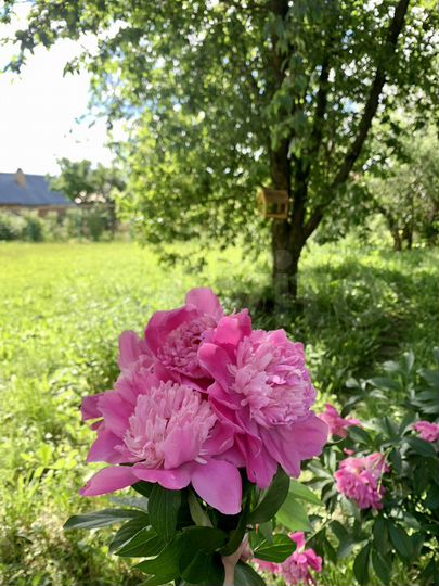 Дом 48,3 м² на участке 11,5 сот.