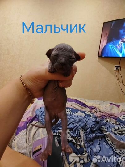 Канадский сфинкс котенок