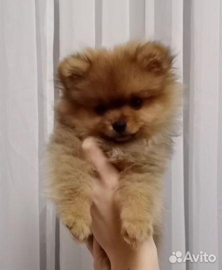 Щенки шпица