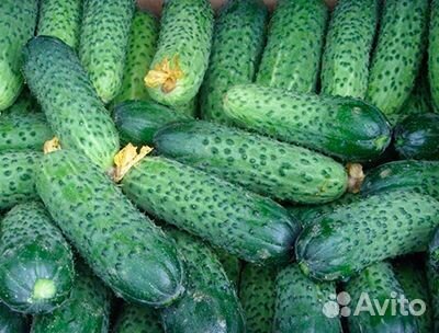 Семена огурцов корнишоны
