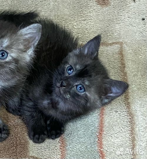 Отдам котенка