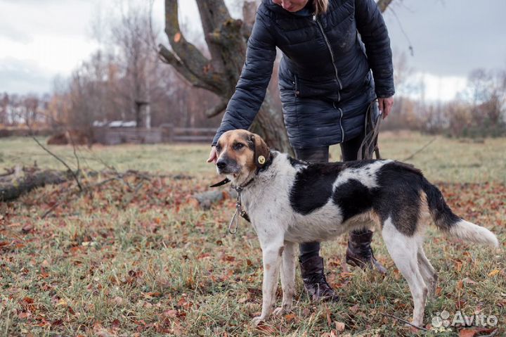 Отличная охранница и друг