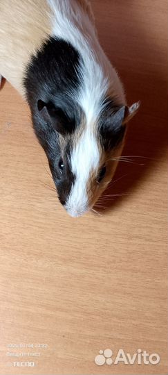 Морская свинка мальчик