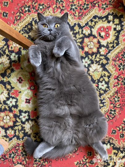 Британский кот