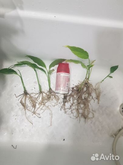 Спатифиллум. Женское счастье