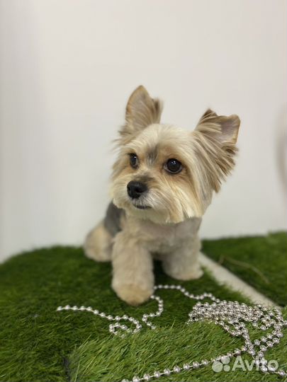 Ищу моделей на стрижку собак. Йорк/болонка/шпиц