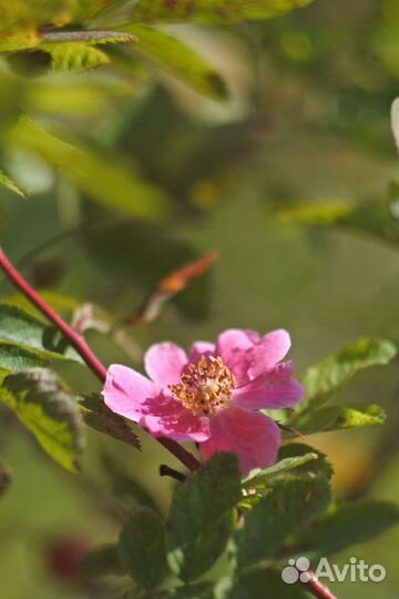 Беззеркальная камера со сменной оптикой Nikon 1j5