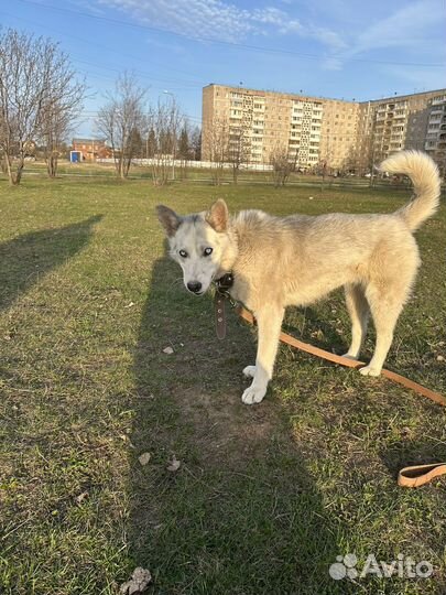 Хаски в добрые руки