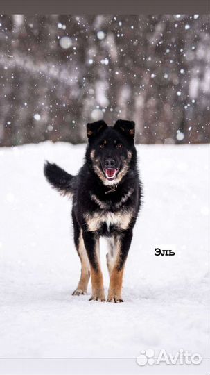 Смелый храбрый щенок