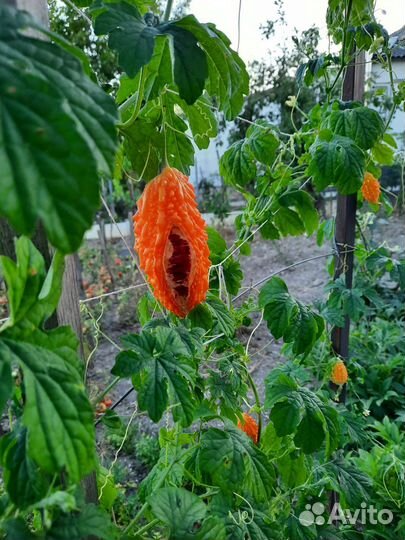 Семена момордики цена за 10 шт