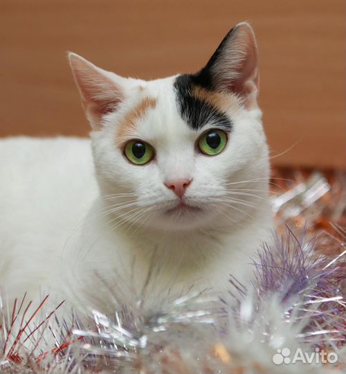 Белоснежная кошечка в дар