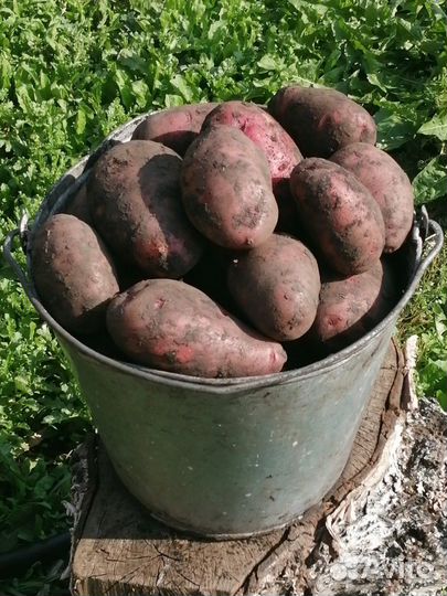 Продам картошку