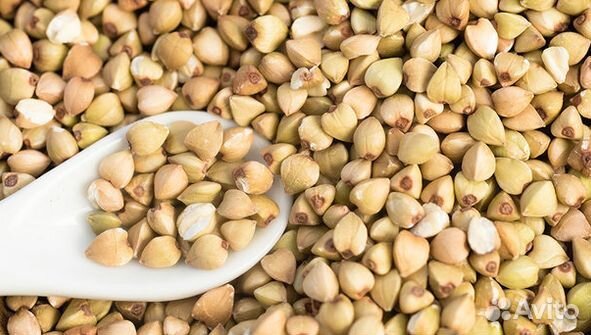 Гречка зеленая