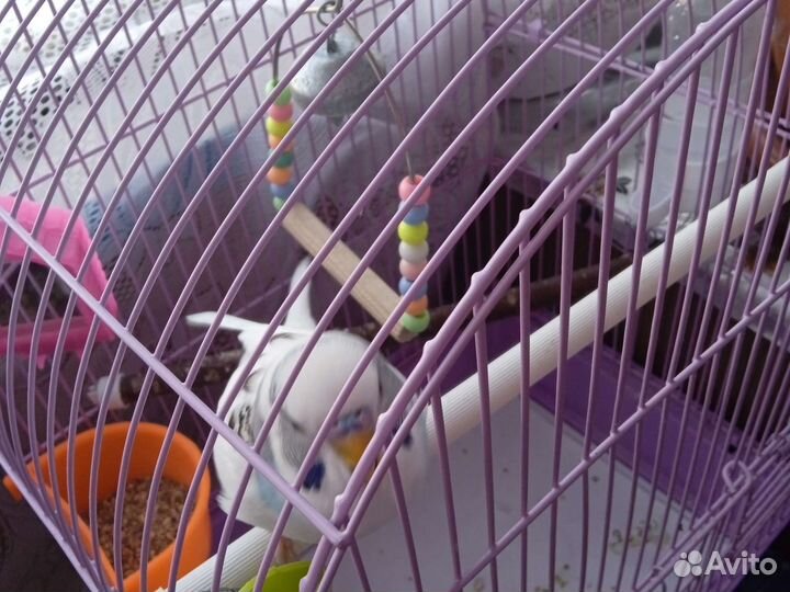 Попугай вместе с клеткой