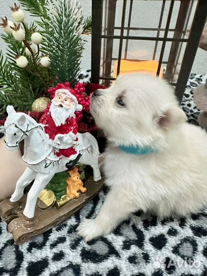 Померанский шпиц