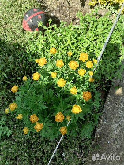 Купальница