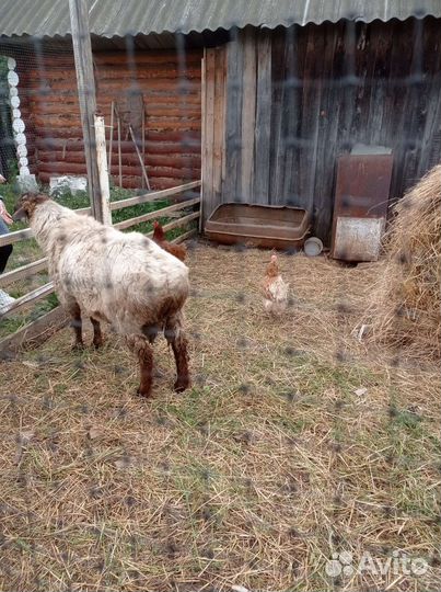 Баран курдючный