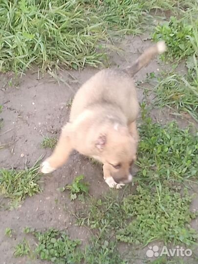 Среднеазиатская овчарка