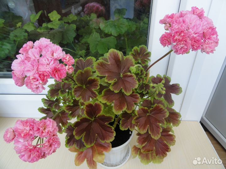 Пеларгония