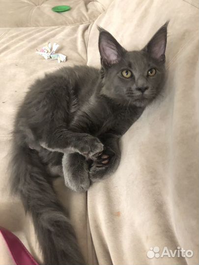 Передержка собак и кошек и не только