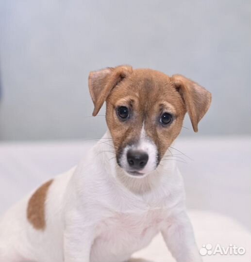 Джек Рассел