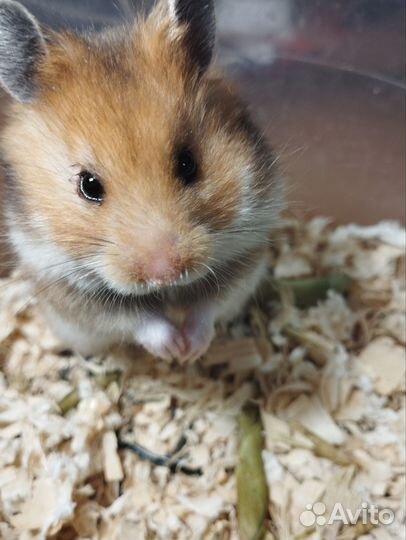 Сирийские зомячки очаровашки