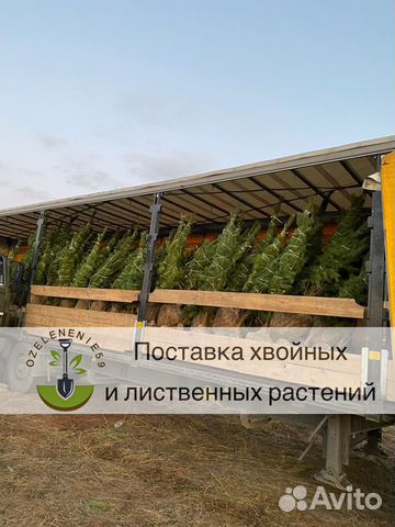 Ель/сосна/береза высшего качества оптом зкс