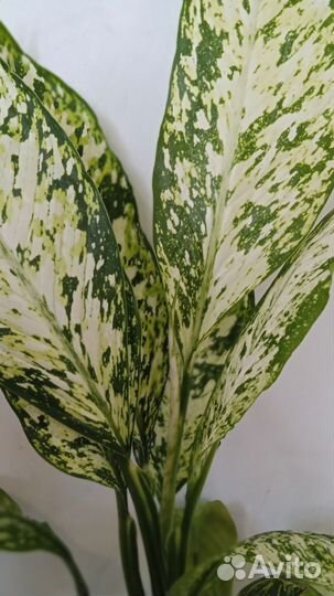 Диффенбахия Везувий