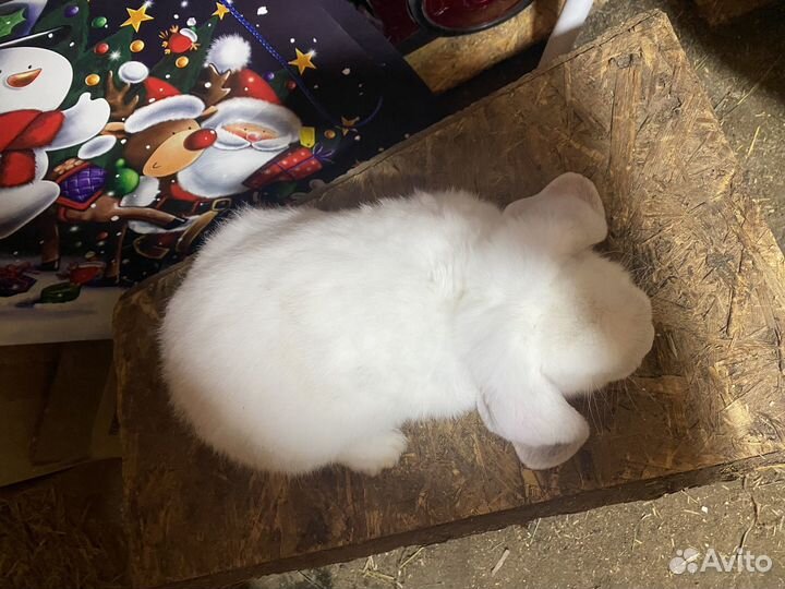 Кролики великаны