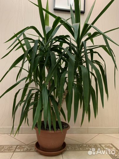 Взрослая пальма Юкка, драцена деремская