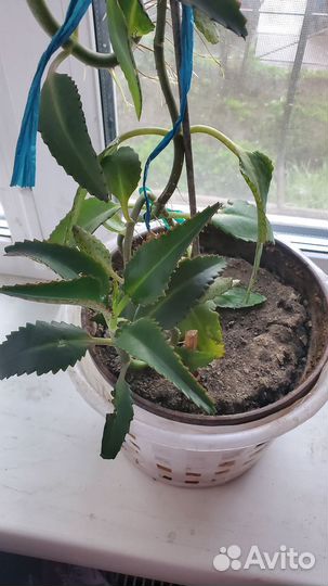 Каланхоэ дегремона