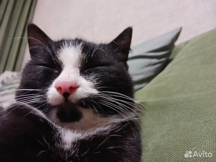 Котёнок 3 месяца