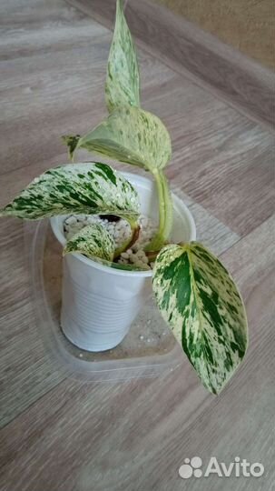 Эпипремнум Марбл Квин, Сциндапсус н-джой