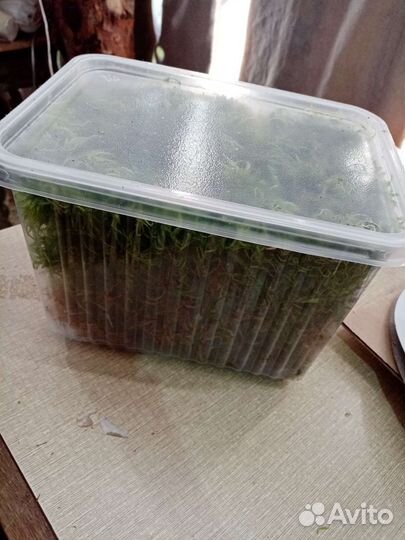 Мох Сфагнум растущий зелёный