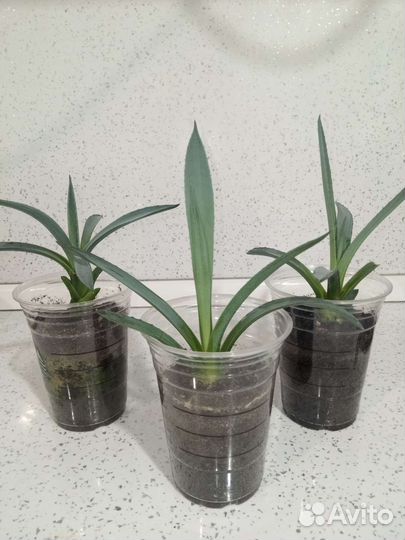 Агава американская