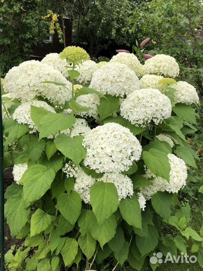 Декоративные кустарники для вашего сада