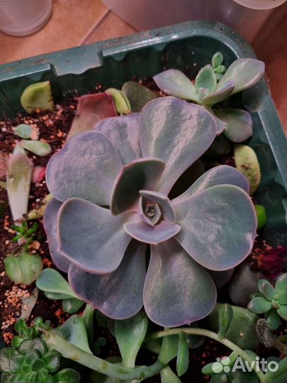 Суккуленты, набор суккулентов