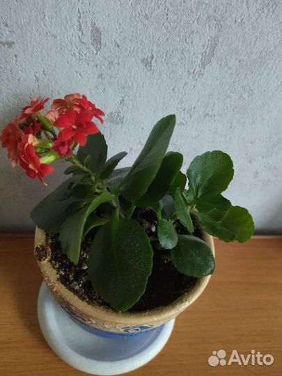 Каланхоэ цветущий